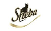 Sheba.